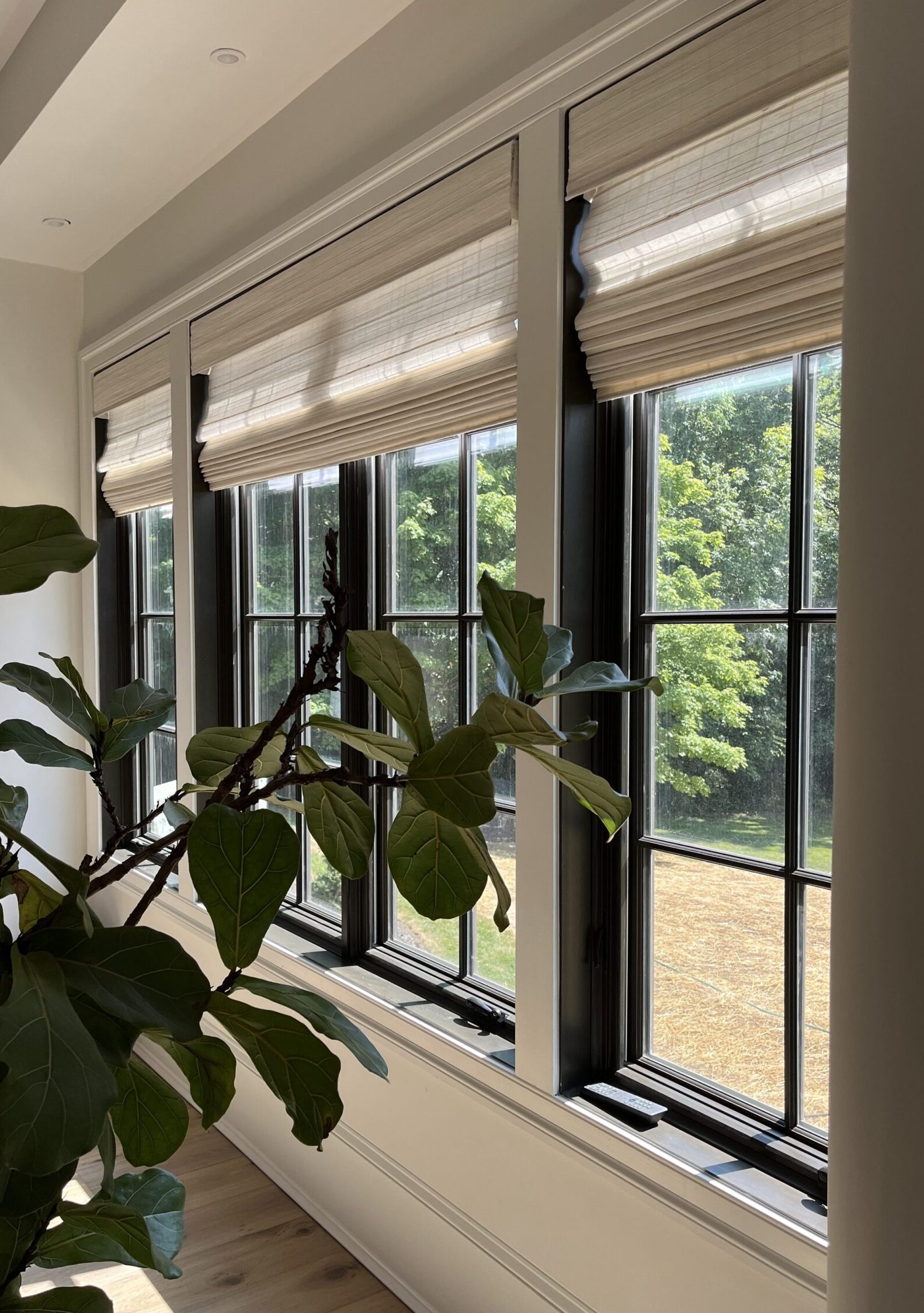 A row of three large, black-framed windows with light-colored cordless blinds, partially open, allowing sunlight to stream in. In the foreground, a lush green houseplant with broad leaves sits on a light wooden floor. Outside, a green, tree-lined yard is visible under a clear sky.